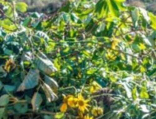 Baumschnitt/Grünschnitt